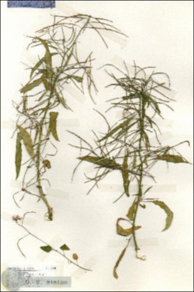 URN_catalog_HBHinton_herbarium_19188.jpg.jpg
