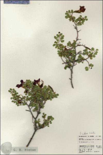 URN_catalog_HBHinton_herbarium_23363.jpg.jpg