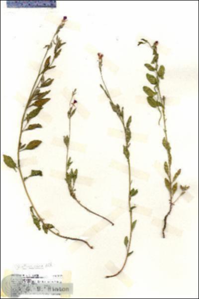 URN_catalog_HBHinton_herbarium_19422.jpg.jpg
