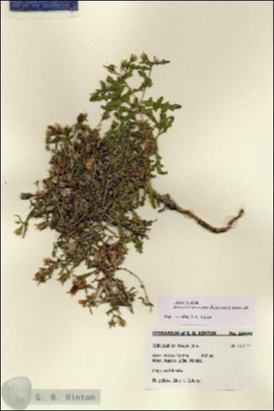 URN_catalog_HBHinton_herbarium_28640.jpg.jpg
