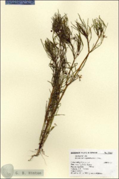 URN_catalog_HBHinton_herbarium_27616.jpg.jpg