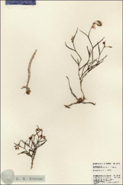 URN_catalog_HBHinton_herbarium_23748.jpg.jpg