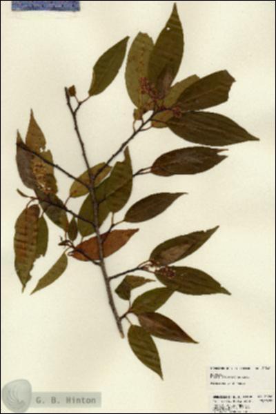 URN_catalog_HBHinton_herbarium_22746.jpg.jpg