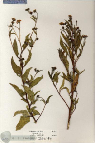 URN_catalog_HBHinton_herbarium_20641.jpg.jpg