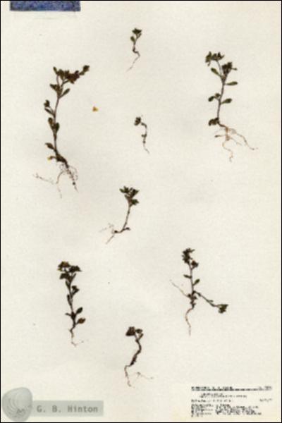 URN_catalog_HBHinton_herbarium_20729.jpg.jpg