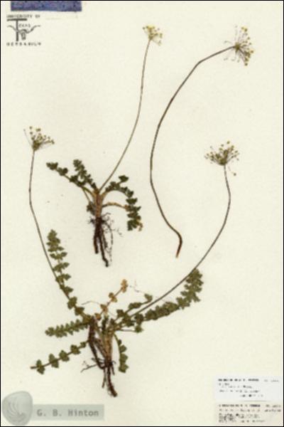 URN_catalog_HBHinton_herbarium_26669.jpg.jpg