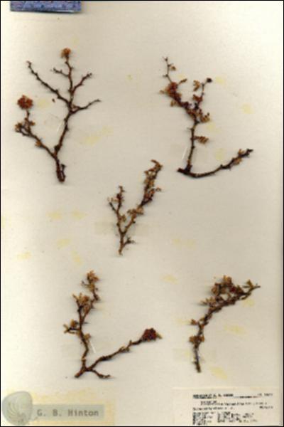 URN_catalog_HBHinton_herbarium_19379.jpg.jpg