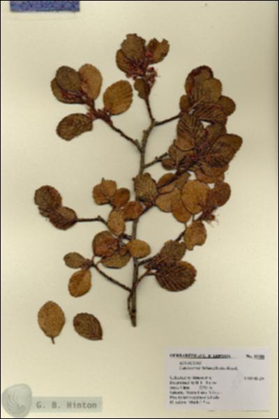 URN_catalog_HBHinton_herbarium_18388.jpg.jpg