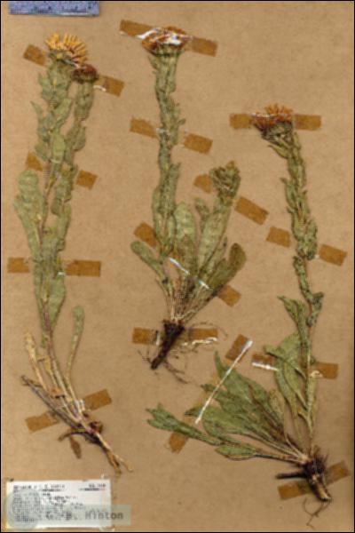 URN_catalog_HBHinton_herbarium_17148.jpg.jpg