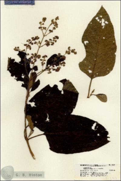 URN_catalog_HBHinton_herbarium_21397.jpg.jpg