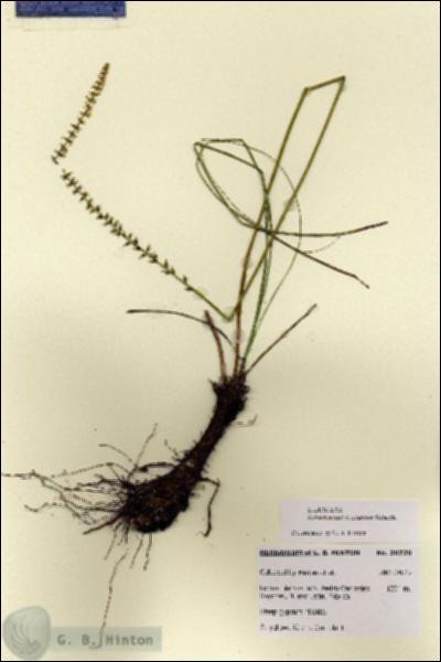 URN_catalog_HBHinton_herbarium_28728.jpg.jpg