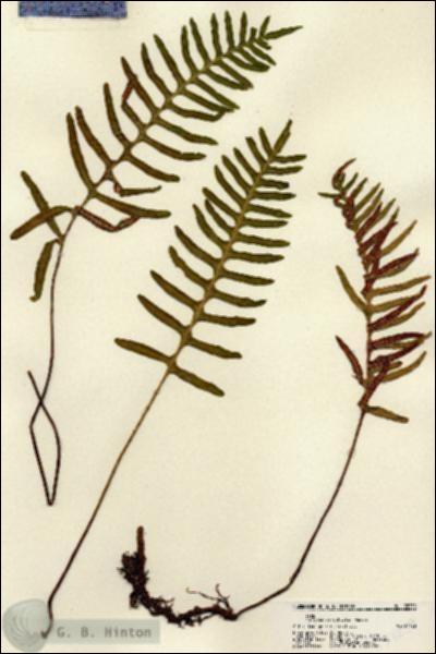 URN_catalog_HBHinton_herbarium_22239.jpg.jpg