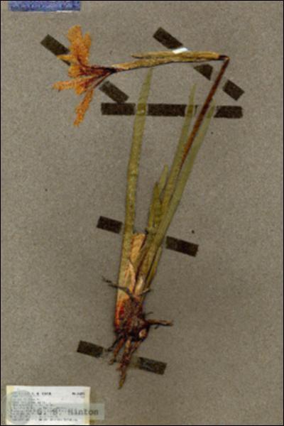 URN_catalog_HBHinton_herbarium_18209.jpg.jpg