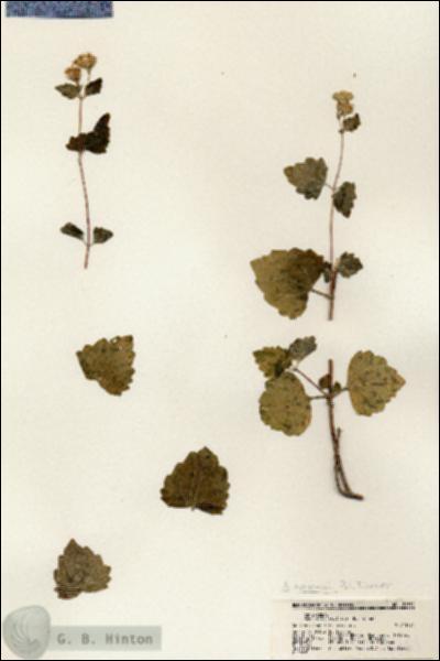 URN_catalog_HBHinton_herbarium_21761.jpg.jpg