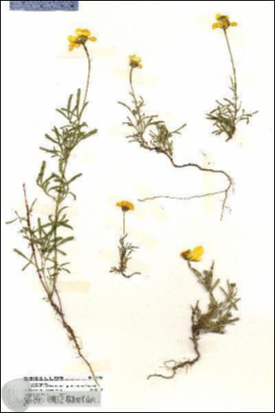 URN_catalog_HBHinton_herbarium_19684.jpg.jpg