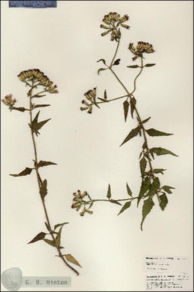 URN_catalog_HBHinton_herbarium_24994.jpg.jpg