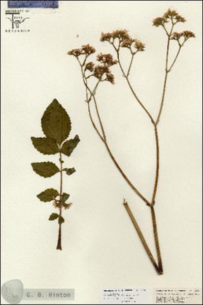 URN_catalog_HBHinton_herbarium_26693.jpg.jpg