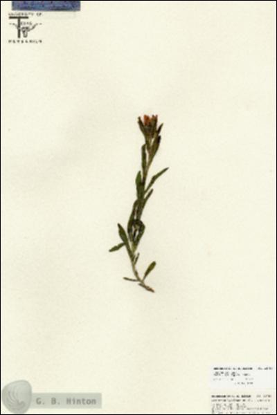 URN_catalog_HBHinton_herbarium_25759.jpg.jpg