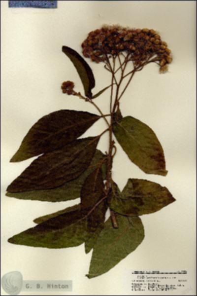 URN_catalog_HBHinton_herbarium_22374.jpg.jpg