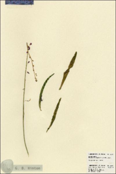 URN_catalog_HBHinton_herbarium_23261.jpg.jpg