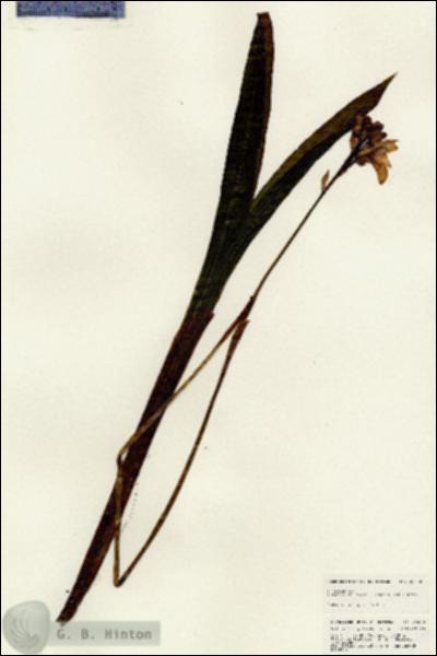 URN_catalog_HBHinton_herbarium_25470.jpg.jpg