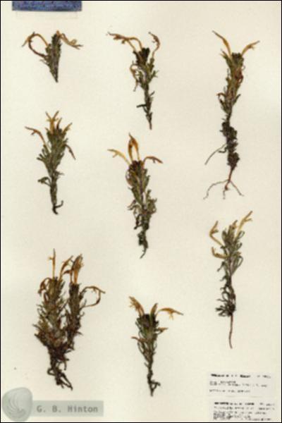 URN_catalog_HBHinton_herbarium_25374.jpg.jpg