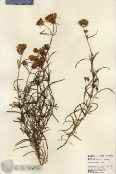 URN_catalog_HBHinton_herbarium_22606.jpg.jpg