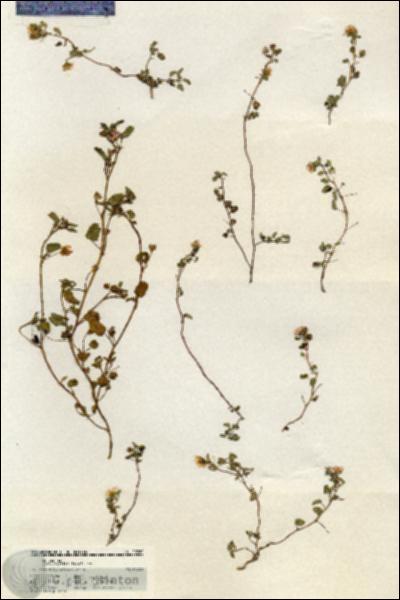 URN_catalog_HBHinton_herbarium_20760.jpg.jpg