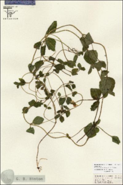 URN_catalog_HBHinton_herbarium_26703.jpg.jpg