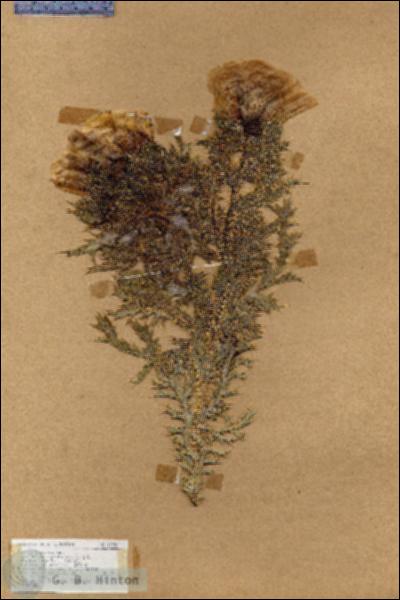 URN_catalog_HBHinton_herbarium_17759.jpg.jpg