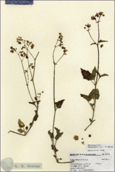 URN_catalog_HBHinton_herbarium_27045.jpg.jpg