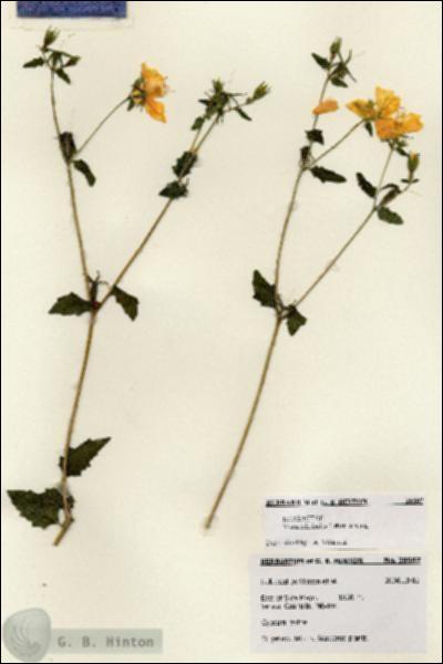 URN_catalog_HBHinton_herbarium_28507.jpg.jpg