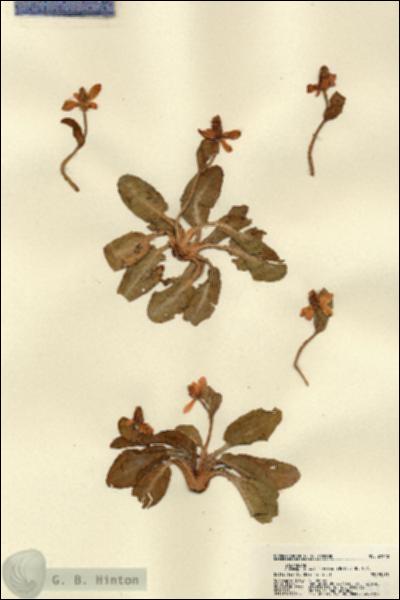 URN_catalog_HBHinton_herbarium_21948.jpg.jpg