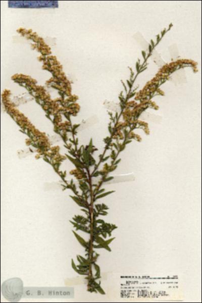 URN_catalog_HBHinton_herbarium_19935.jpg.jpg