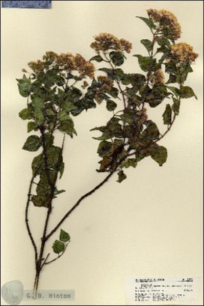 URN_catalog_HBHinton_herbarium_21569.jpg.jpg