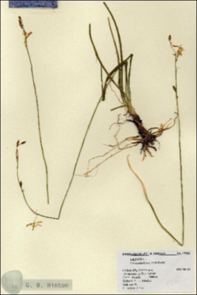 URN_catalog_HBHinton_herbarium_19160.jpg.jpg