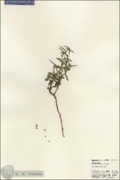 URN_catalog_HBHinton_herbarium_24751.jpg.jpg