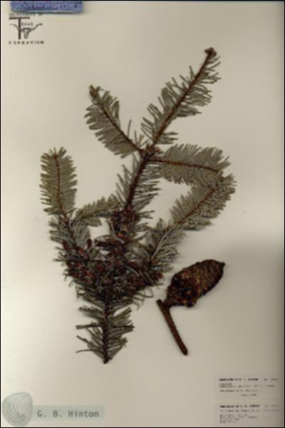 URN_catalog_HBHinton_herbarium_26213.jpg.jpg
