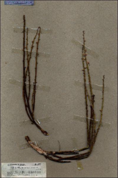 URN_catalog_HBHinton_herbarium_19652.jpg.jpg