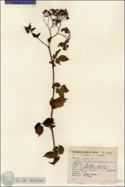 URN_catalog_HBHinton_herbarium_2912.jpg.jpg