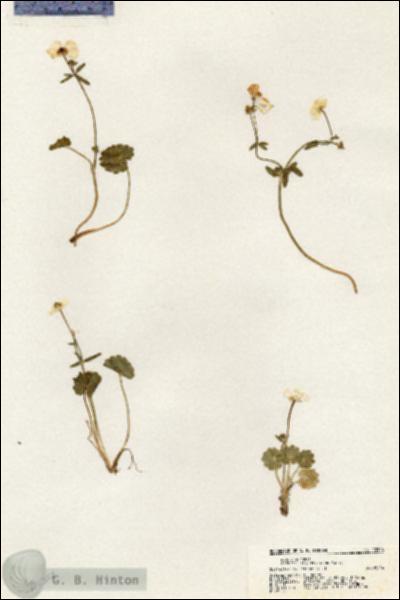URN_catalog_HBHinton_herbarium_20308.jpg.jpg