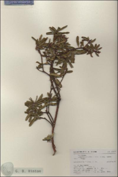 URN_catalog_HBHinton_herbarium_19377.jpg.jpg