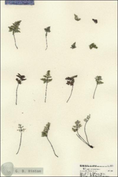 URN_catalog_HBHinton_herbarium_22198.jpg.jpg