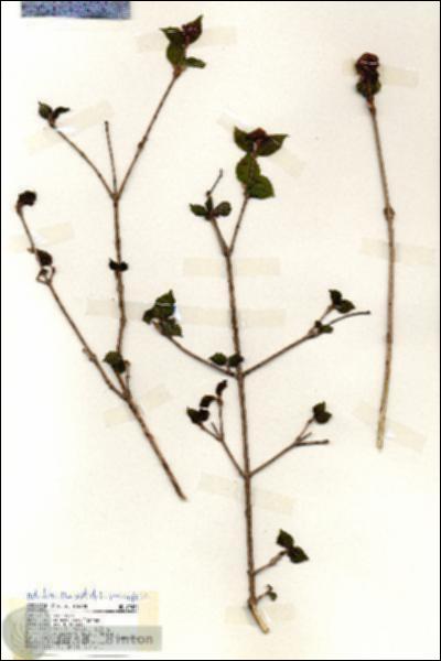 URN_catalog_HBHinton_herbarium_19456.jpg.jpg