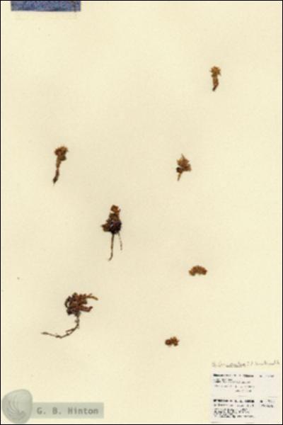 URN_catalog_HBHinton_herbarium_17260.jpg.jpg