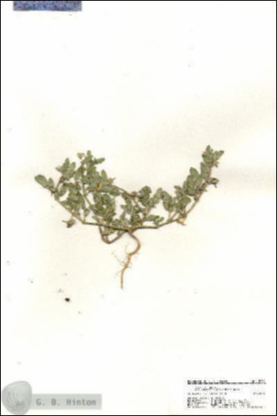 URN_catalog_HBHinton_herbarium_20591.jpg.jpg