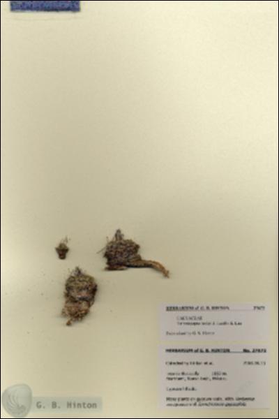 URN_catalog_HBHinton_herbarium_27872.jpg.jpg