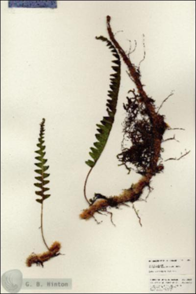 URN_catalog_HBHinton_herbarium_25289.jpg.jpg