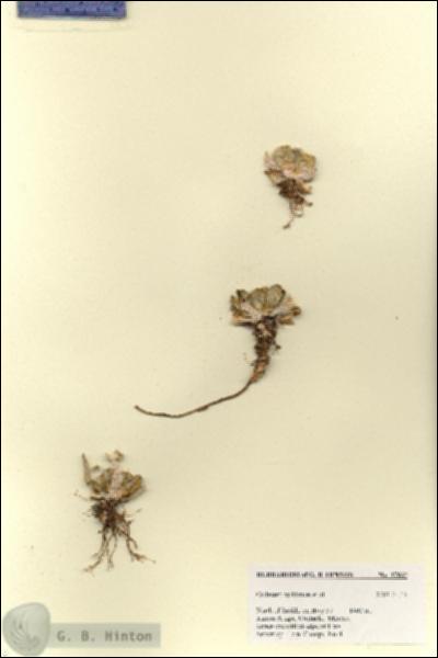URN_catalog_HBHinton_herbarium_27832.jpg.jpg