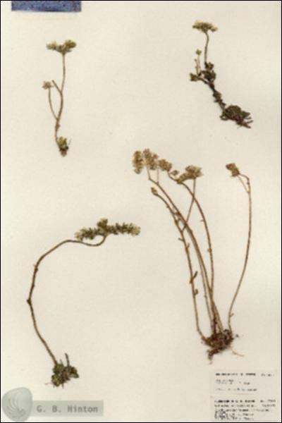 URN_catalog_HBHinton_herbarium_23861.jpg.jpg